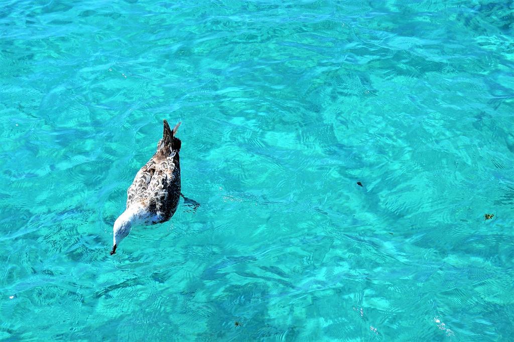 Porto Cervo-Villa La Gjanda Abbiadori Dış mekan fotoğraf